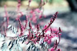 Слика од Indigofera australis Willd.