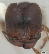 Image of Pheidole wheelerorum MacKay 1988