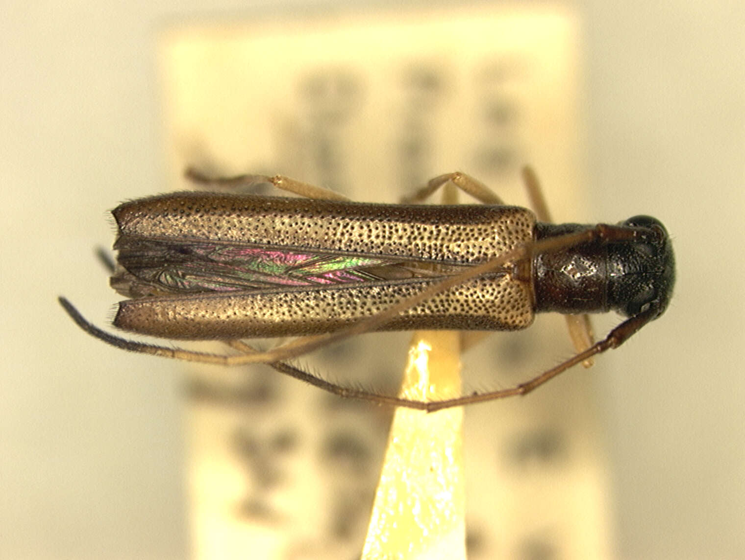 Image of Obereopsis walshae (Fisher 1937)