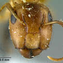 Image of Camponotus macilentus bindloensis Wheeler 1919