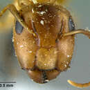 Imagem de Camponotus macilentus bindloensis Wheeler 1919