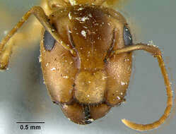 Imagem de Camponotus macilentus bindloensis Wheeler 1919