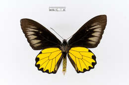 Image of Borneo Birdwing