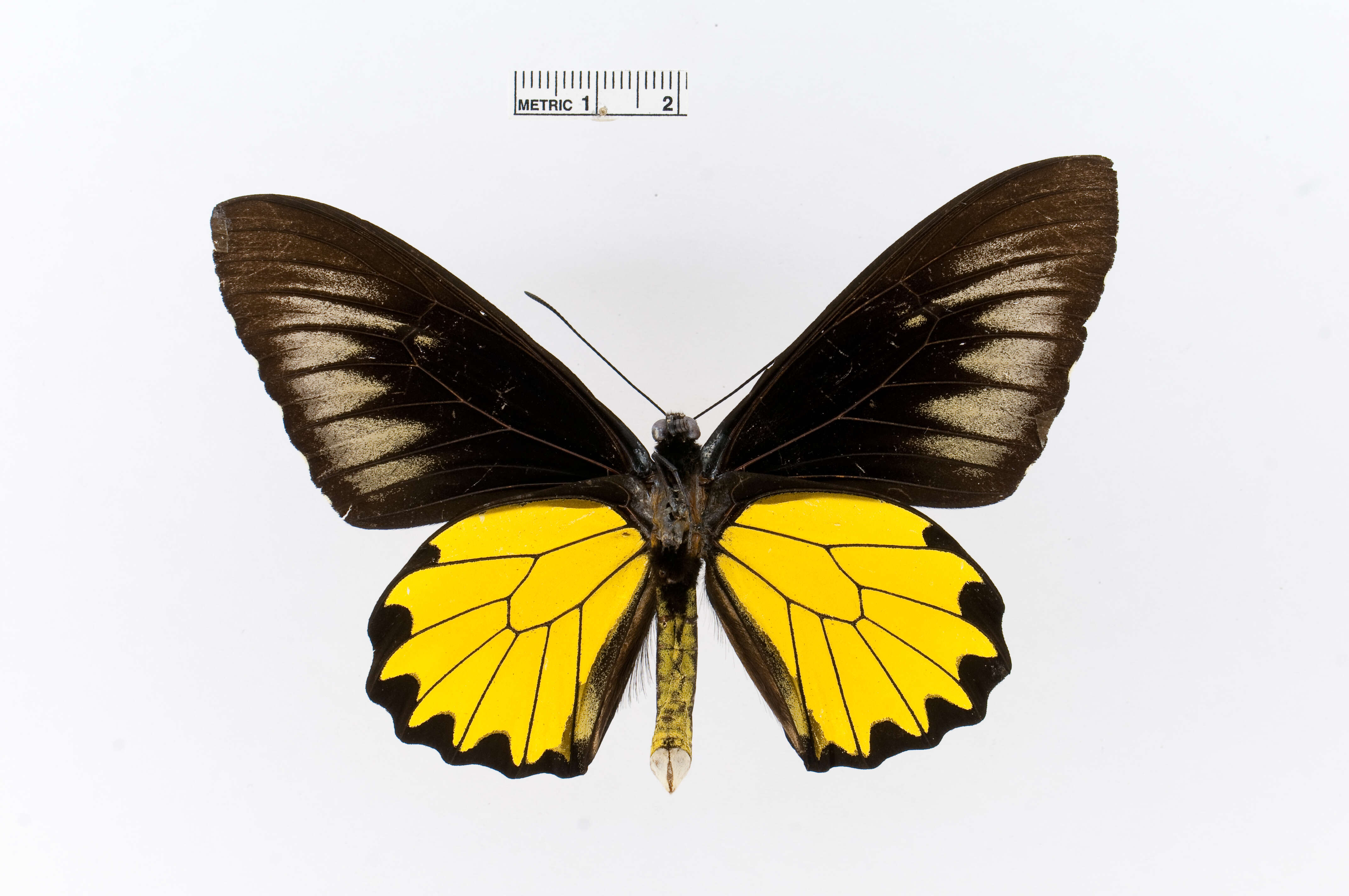 Image of Borneo Birdwing