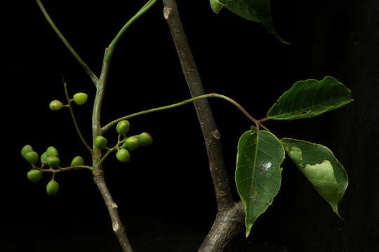 Image de Bursera ovalifolia (Schltdl.) Engl.