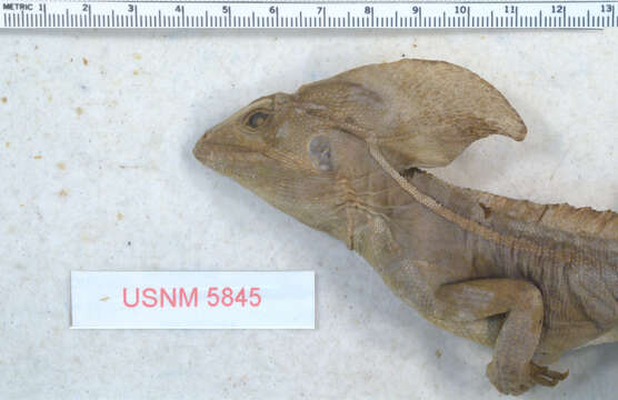 Image of Brown Basilisk