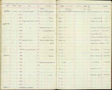 Glyphorynchus spirurus integratus Zimmer & JT 1946的圖片