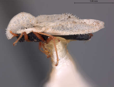 Image of Corythucha tuthilli Drake 1940