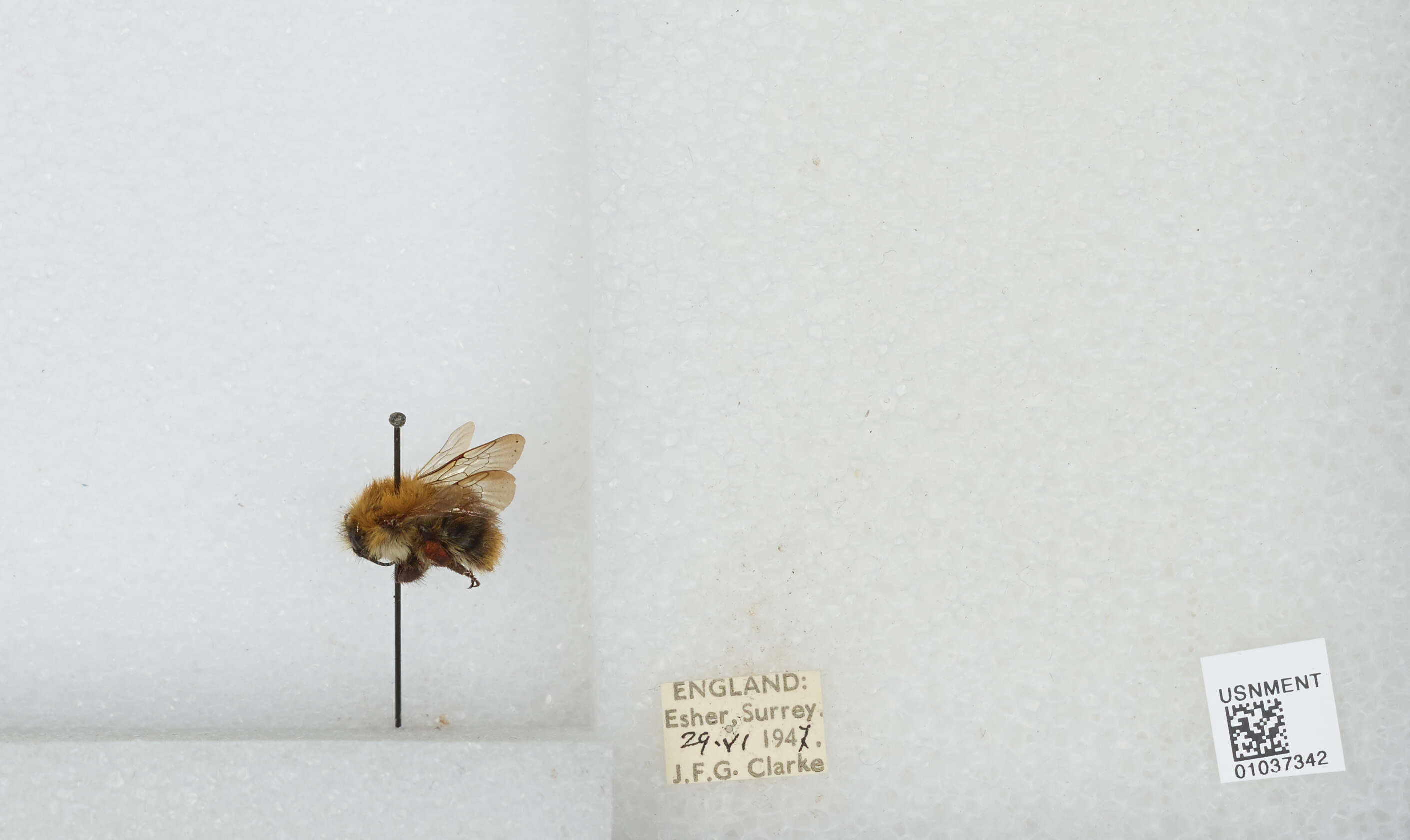 Image of Common carder bumblebee