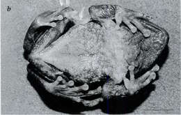 Image of Raorchestes terebrans (Das & Chanda 1998)