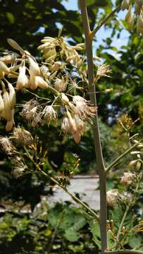 Image of macleaya