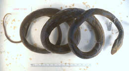 صورة Coluber constrictor paludicola Auffenberg & Babitt 1953