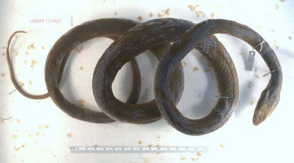 Image of Coluber constrictor paludicola Auffenberg & Babitt 1953