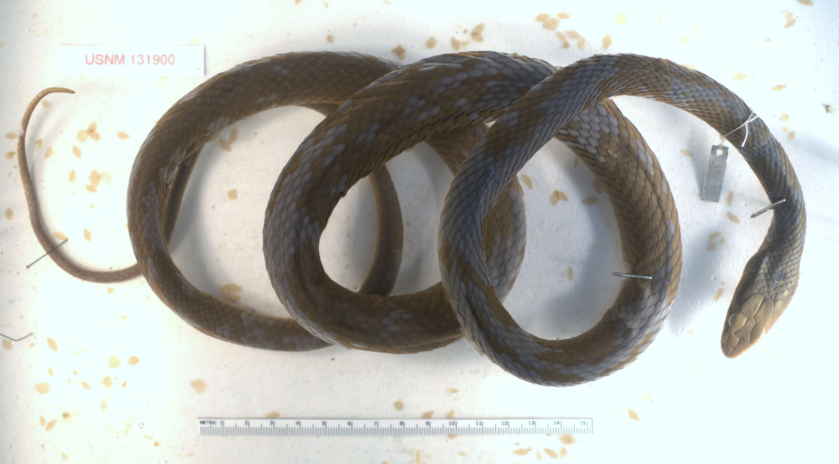 صورة Coluber constrictor paludicola Auffenberg & Babitt 1953