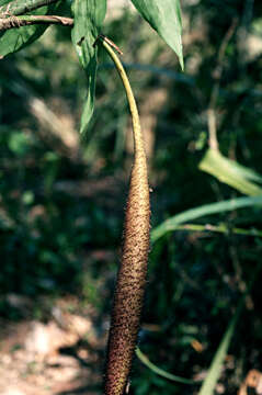 Image of Desmoncus polyacanthos Mart.