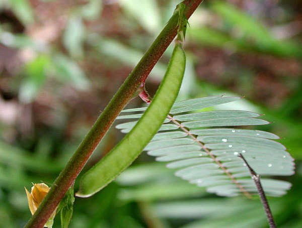 Image de Chamaecrista nictitans var. glabrata