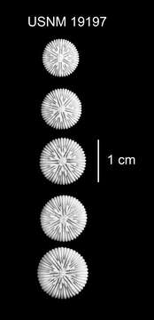 Image of Deltocyathus pourtalesi Cairns 1979