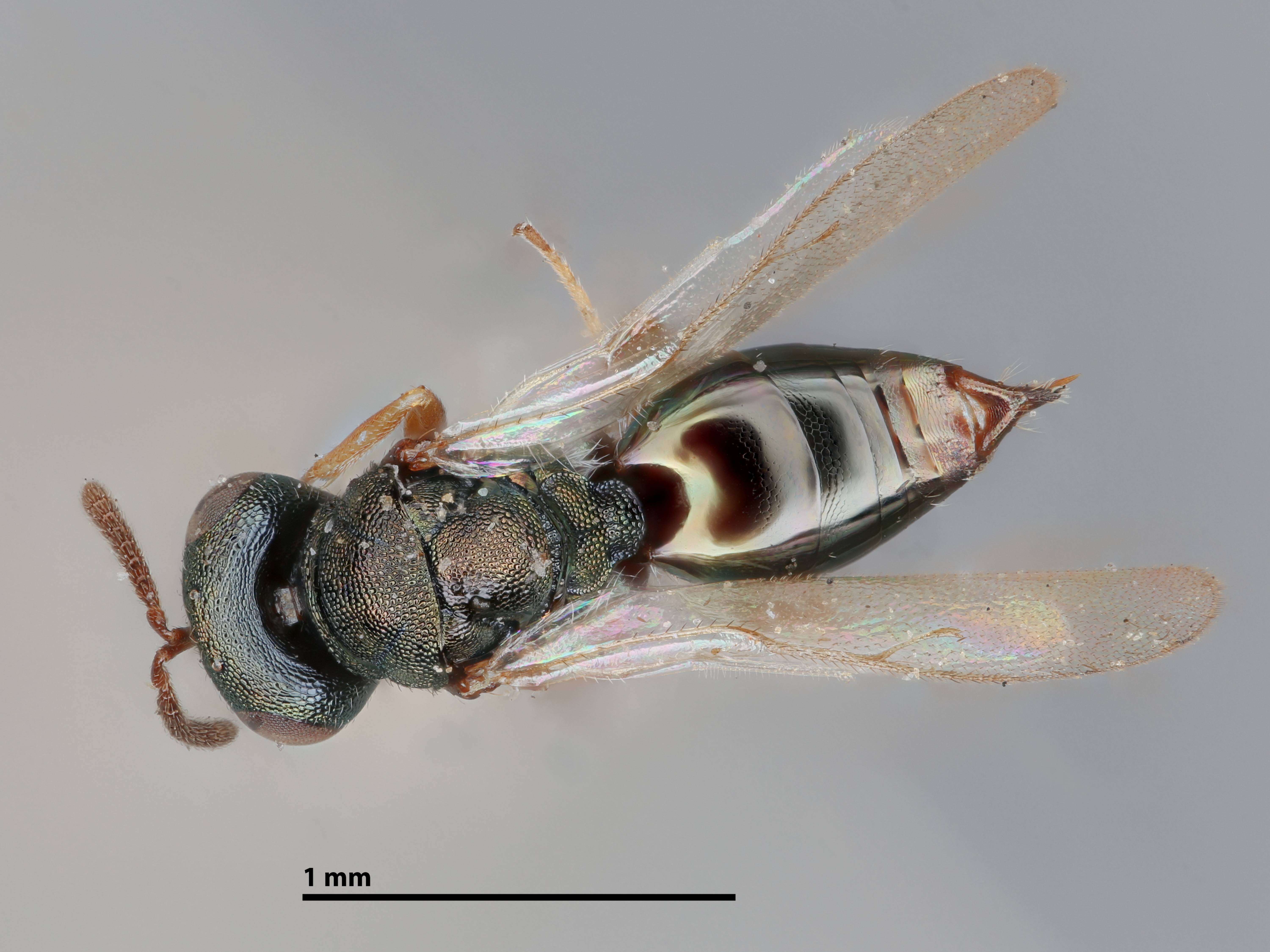 Plancia ëd Trichomalopsis americana (Gahan 1933)