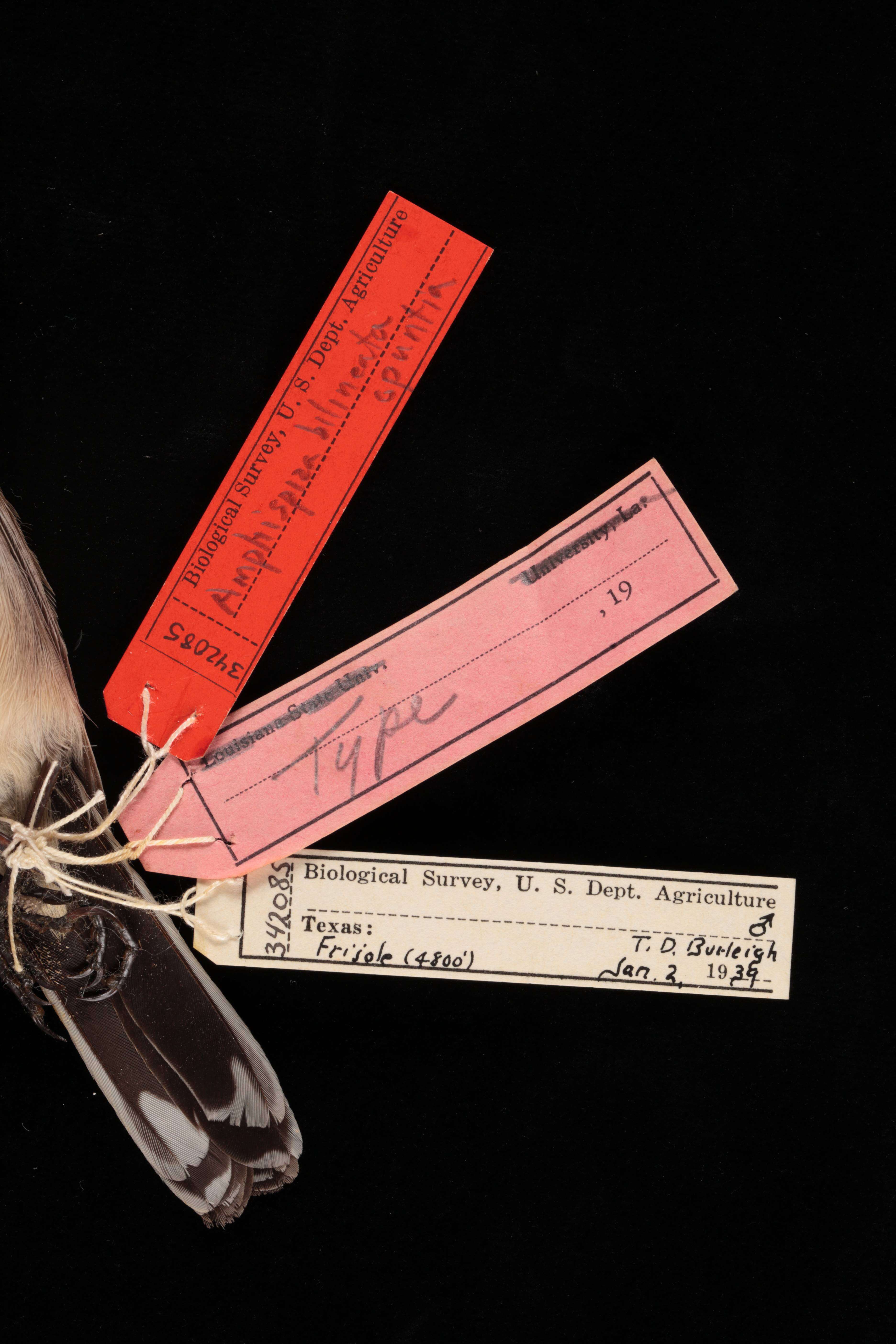 Image of Amphispiza bilineata opuntia Burleigh & Lowery 1939