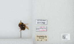 Image of Yellow-banded Bumblebee