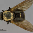 Image of Stonemyia velutina (Bigot 1892)