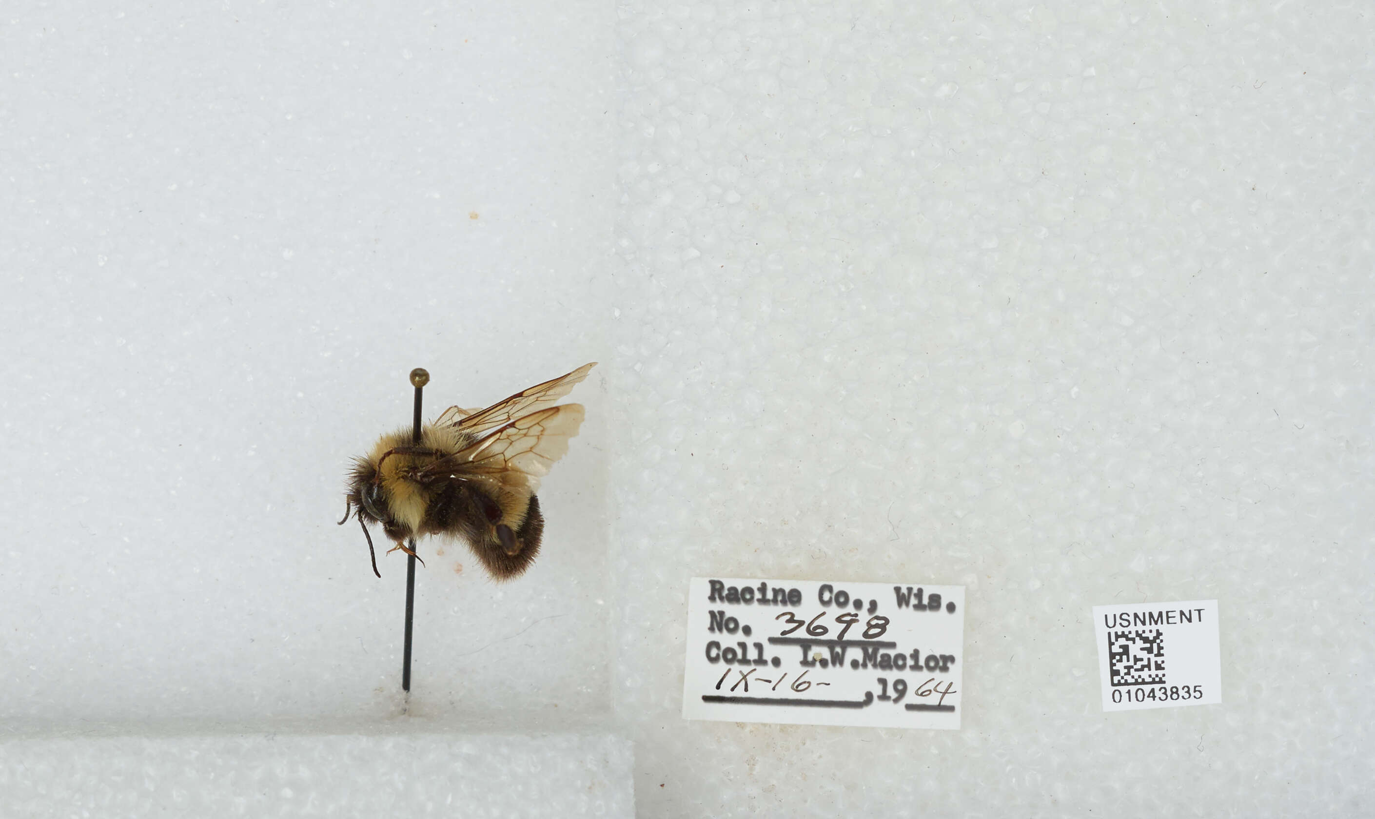 Слика од Bombus affinis Cresson 1864