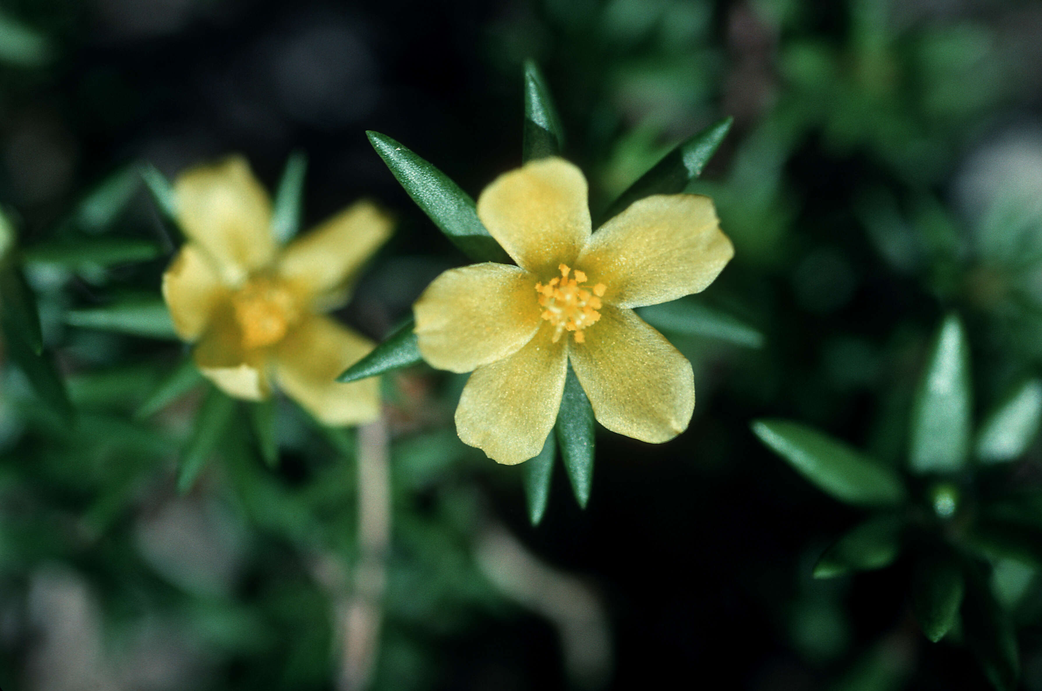 Image of redstem purslane