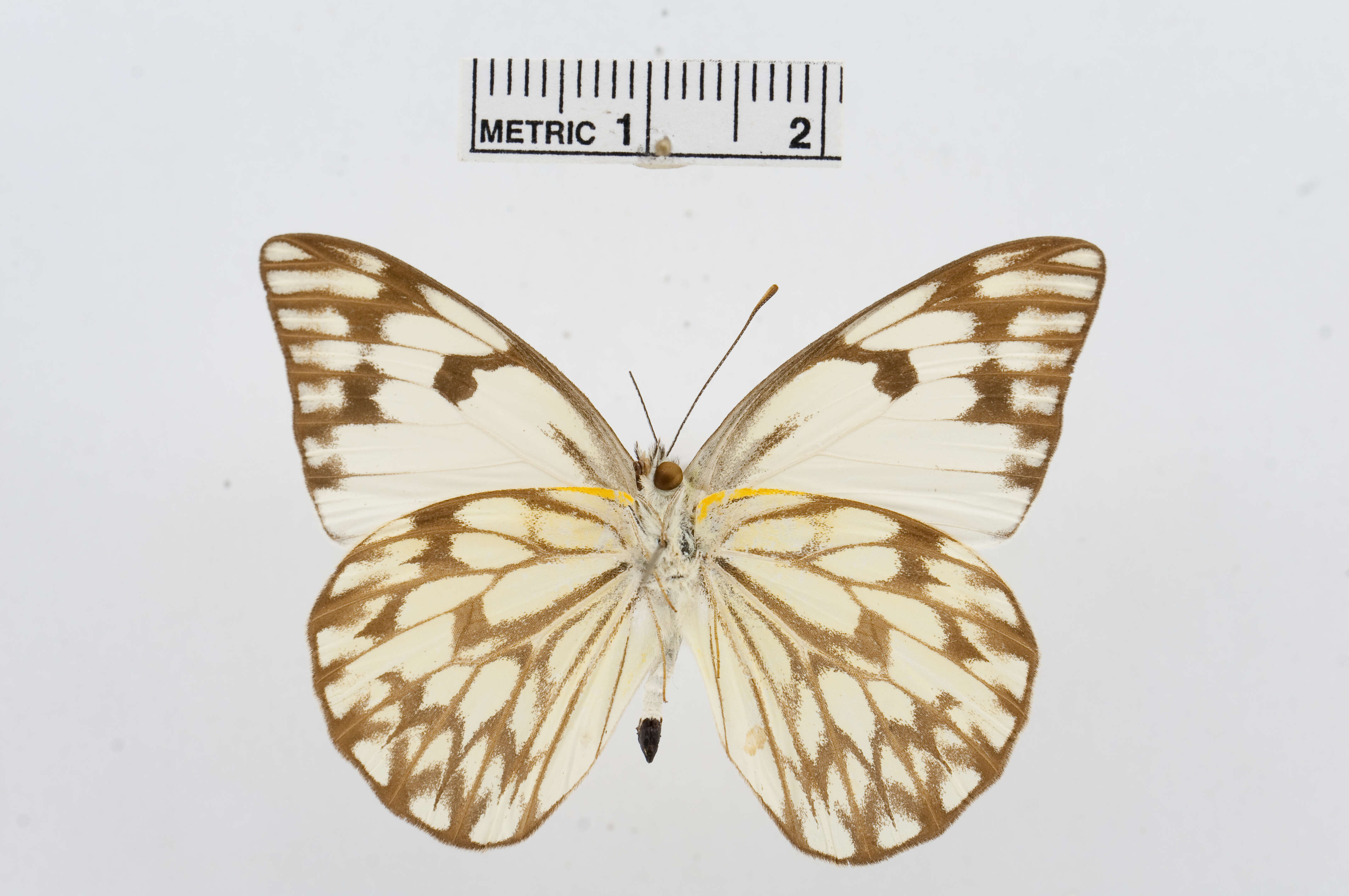 Image of Belenois gidica (Godart (1819))