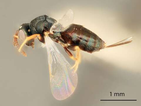 Image of Microdontomerus gordhi Grissell 2005