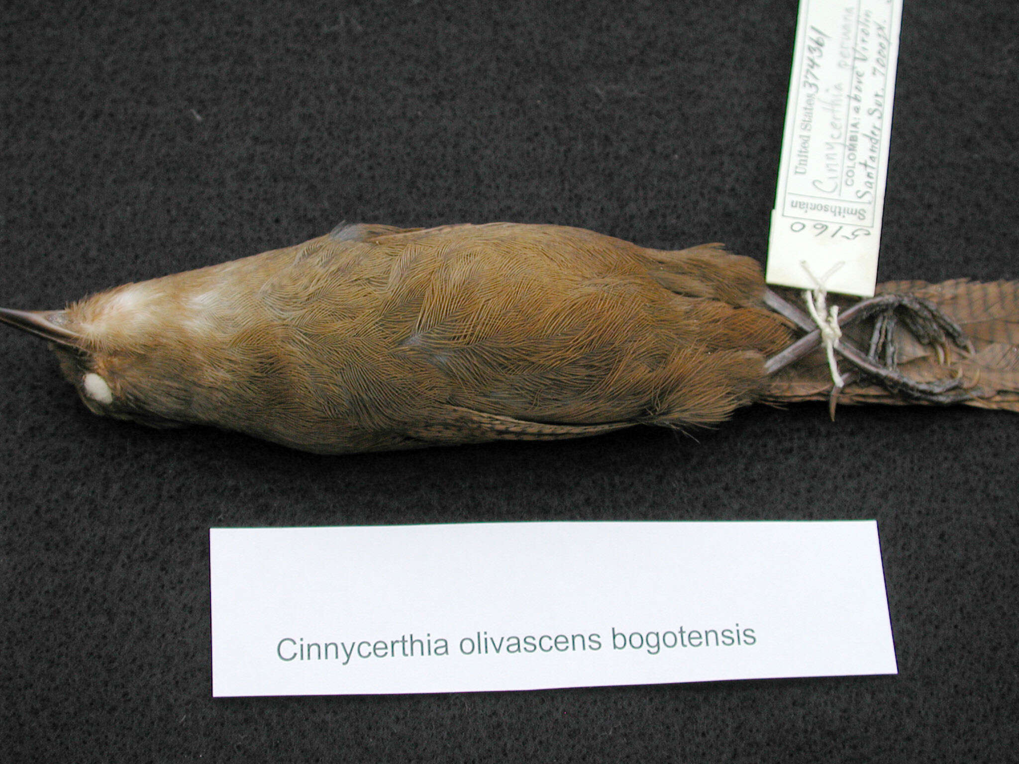 Image of Cinnycerthia olivascens bogotensis (Matschie 1885)