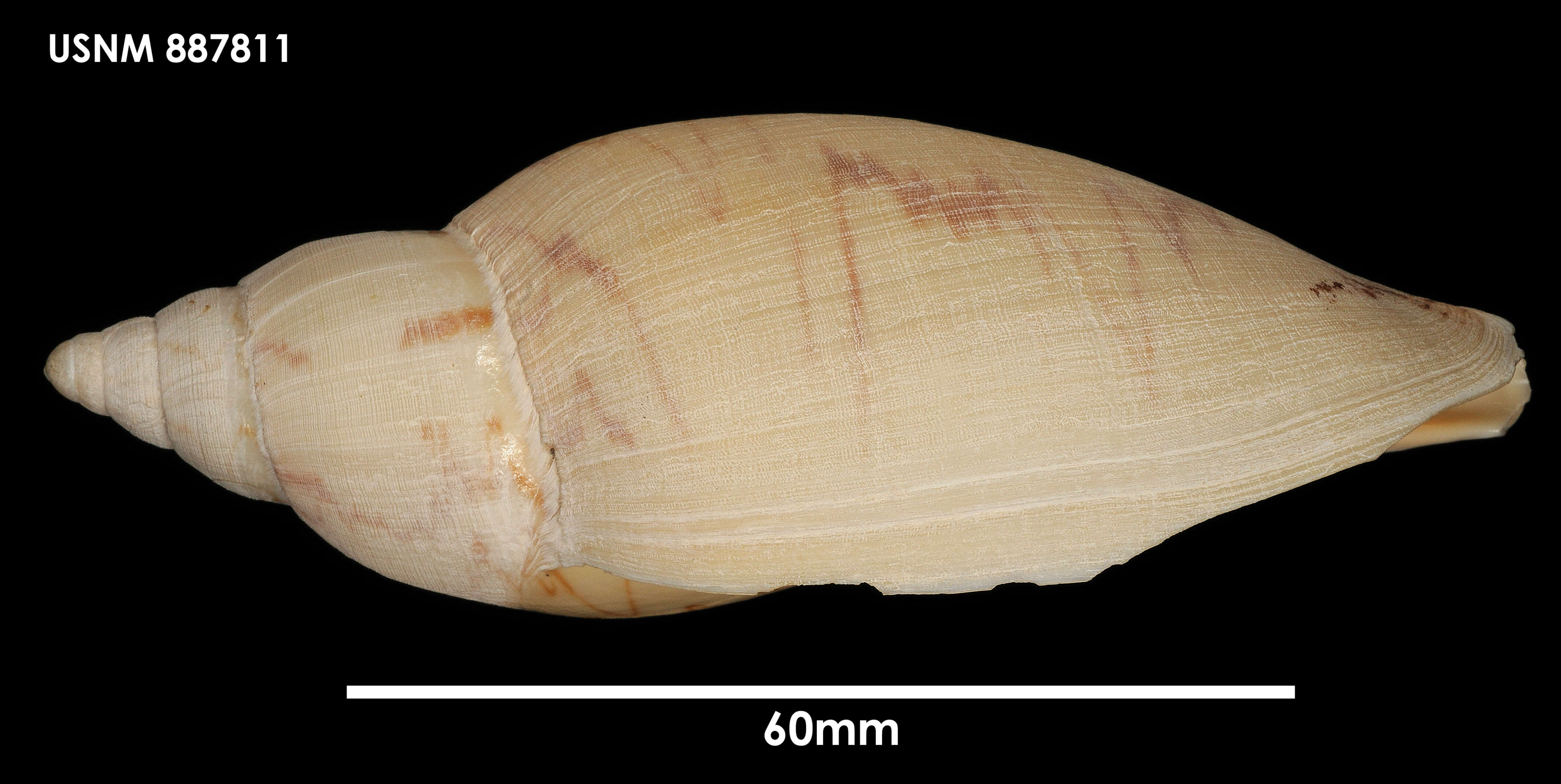 Image of Odontocymbiola magellanica (Gmelin 1791)