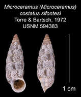 Imagem de Microceramus costatus sifontesi C. Torre & Bartsch 2008