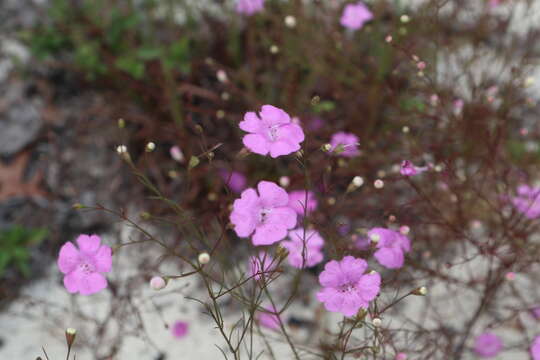 Image of threadleaf false foxglove