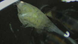 Image of Amphipoda