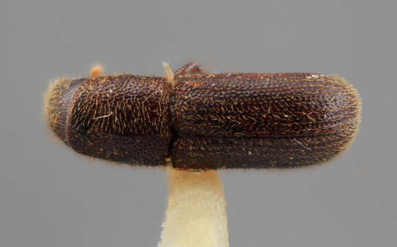 Image de Hylurgus indicus Wood 1985