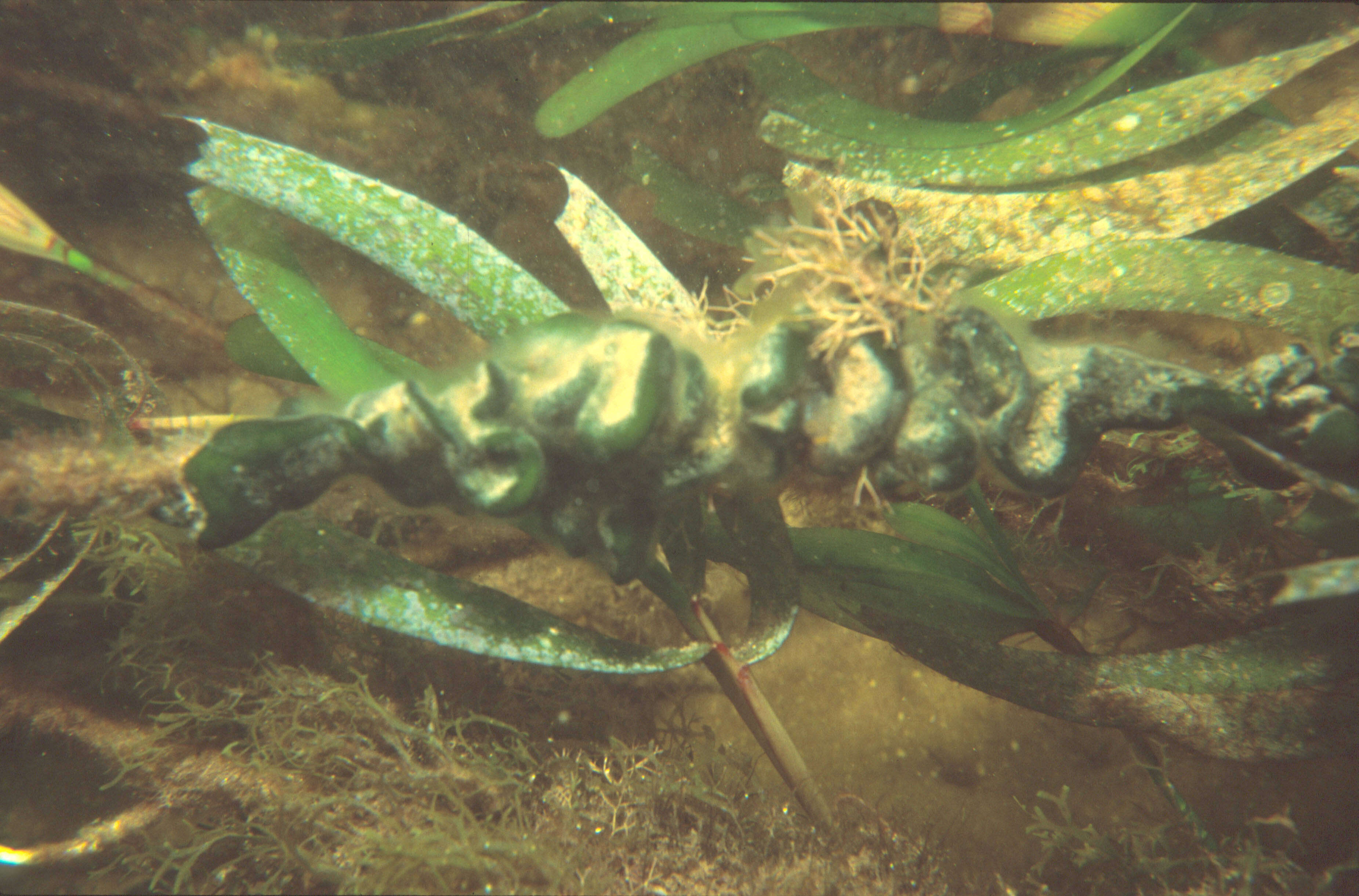 Image of Codium adhaerens