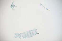 Image of Crocodyloidea