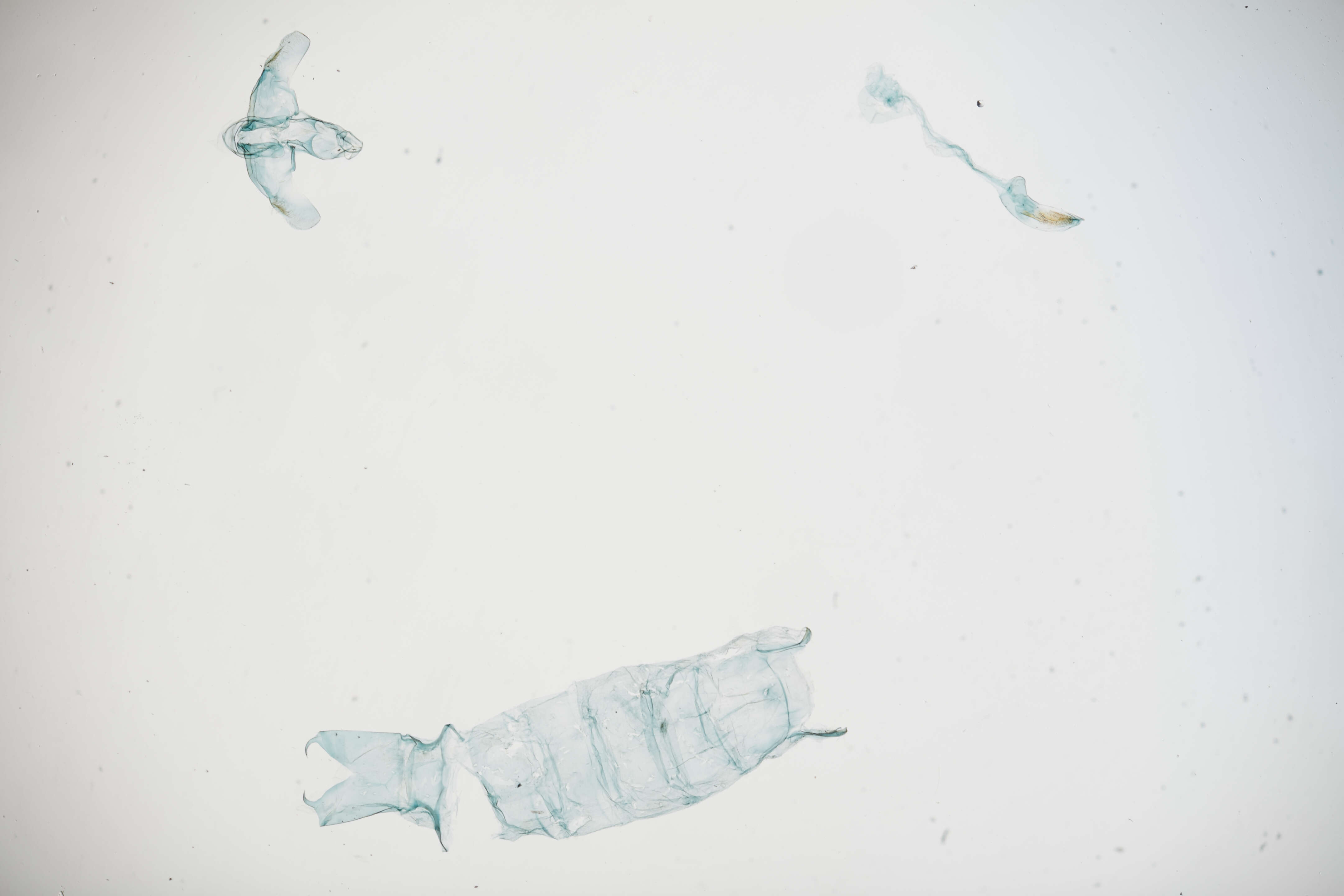Image of Crocodyloidea