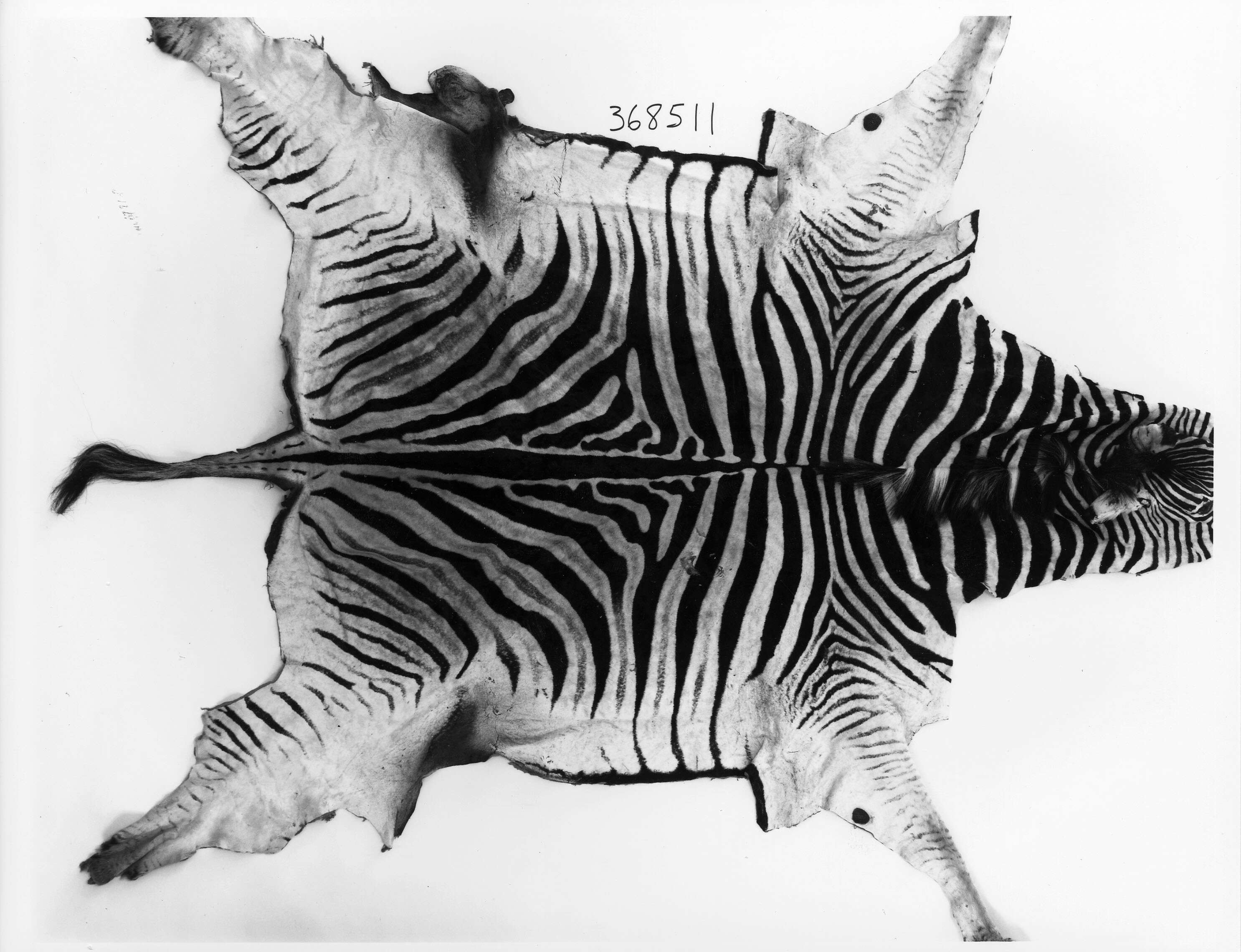 Imagem de Zebra de Burchell