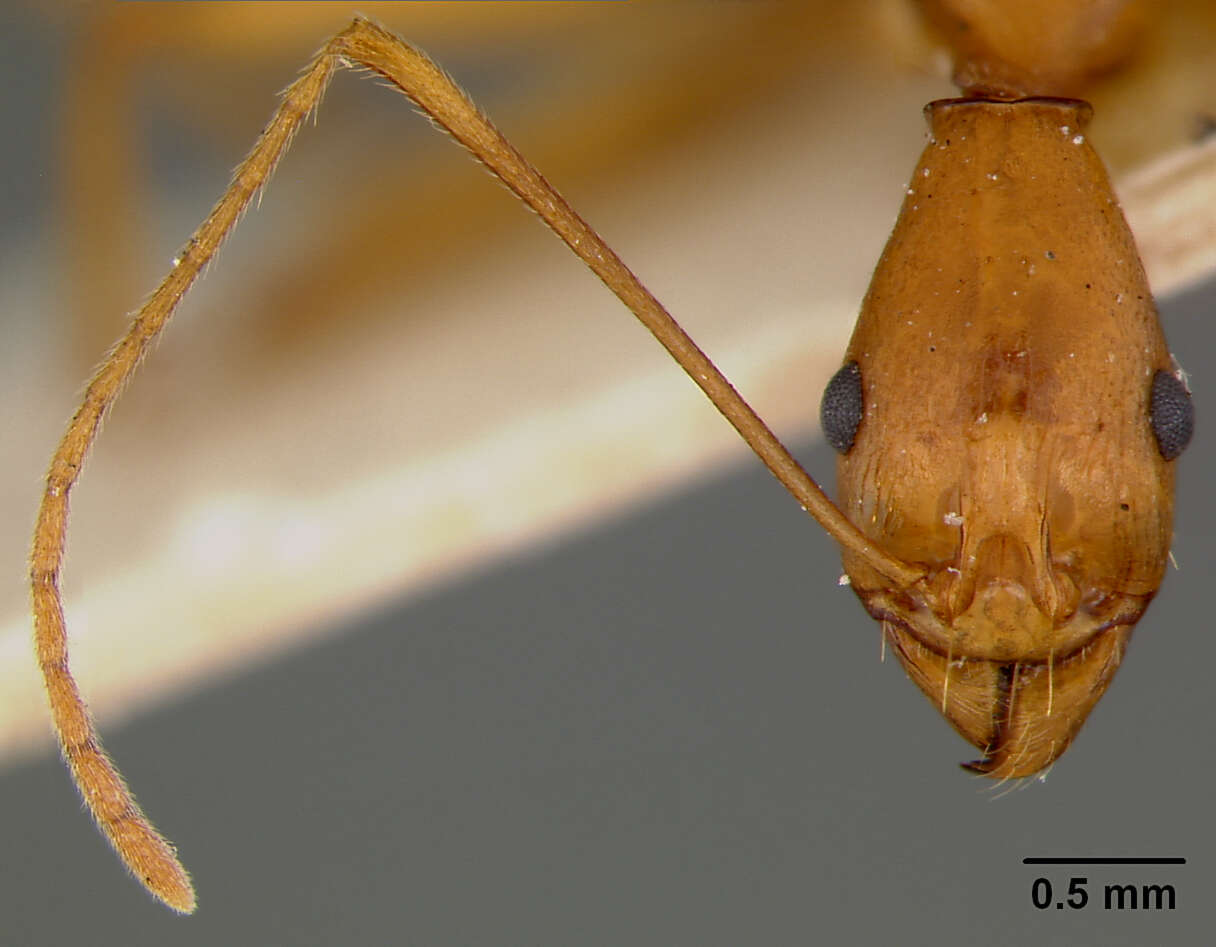 Image of Aphaenogaster phillipsi Wheeler & Mann 1916