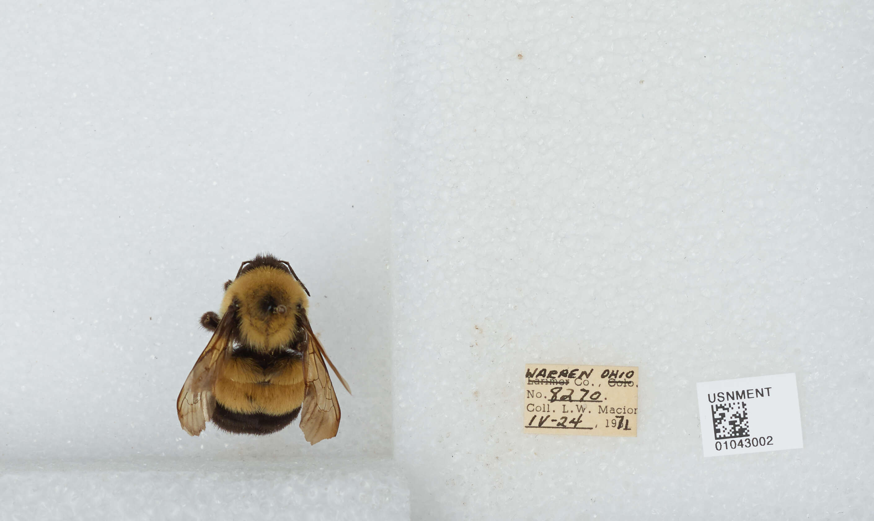 Слика од Bombus affinis Cresson 1864