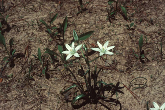 Image of Dove's dung