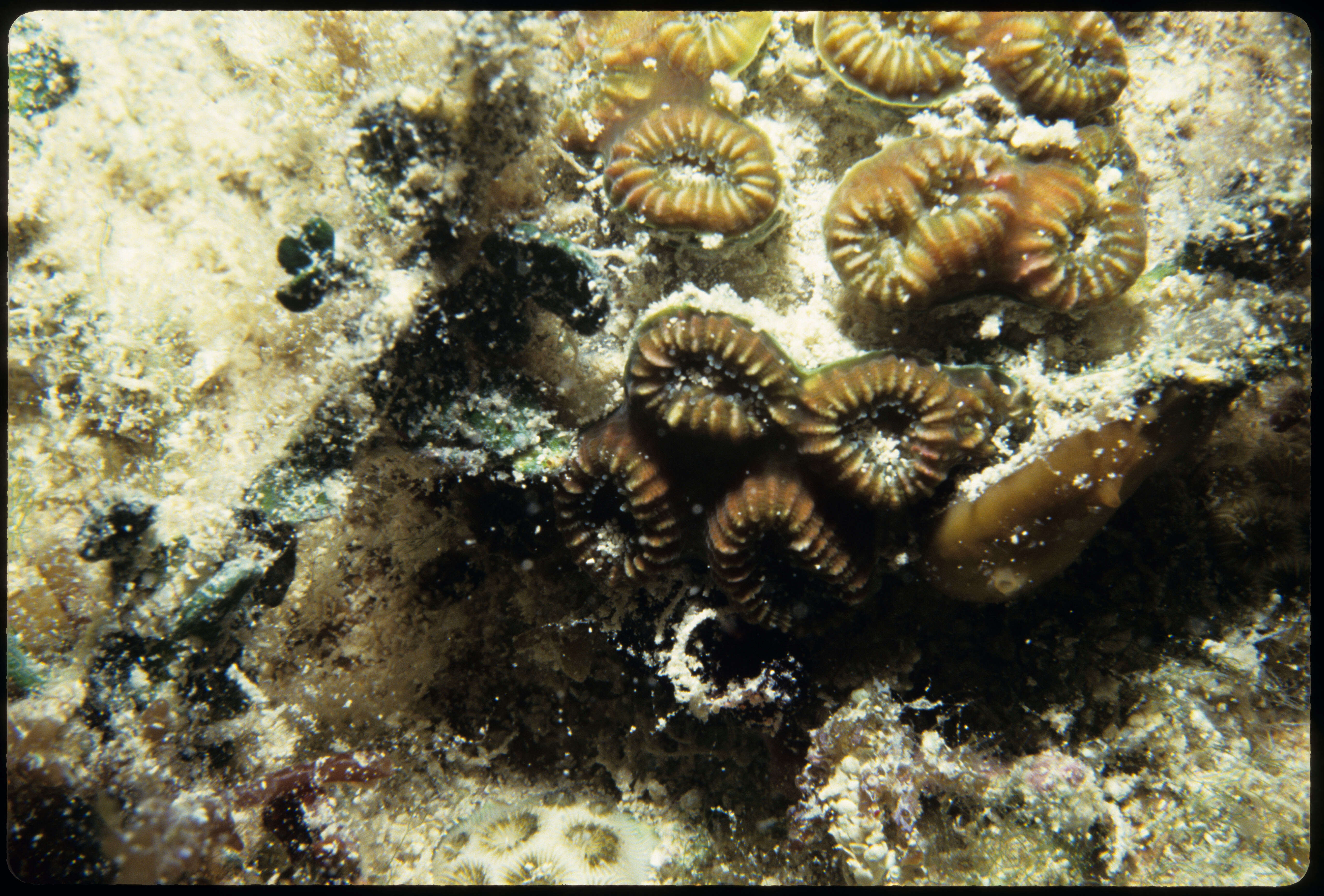 Image of Golfball Coral