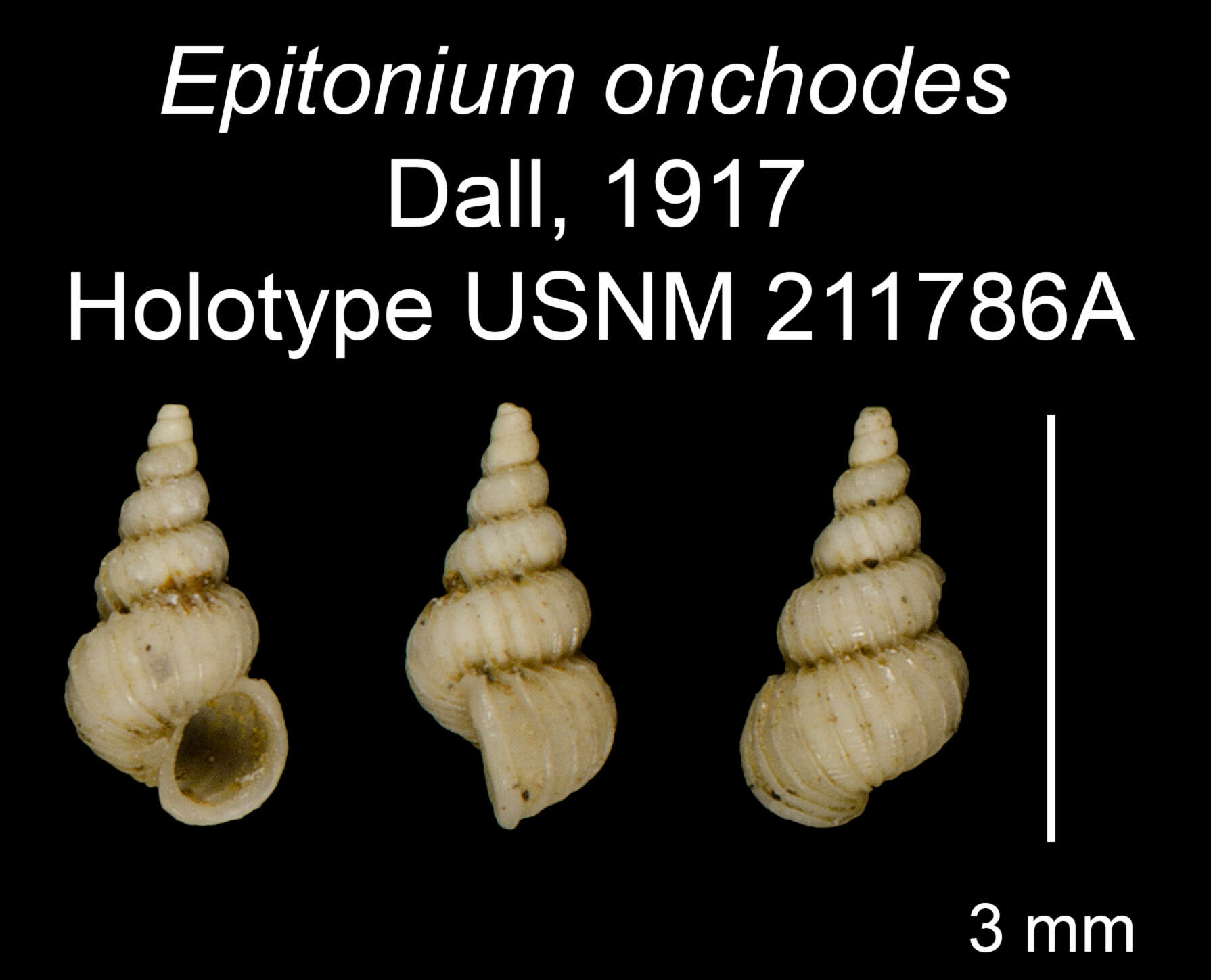 Image of Epitoniidae