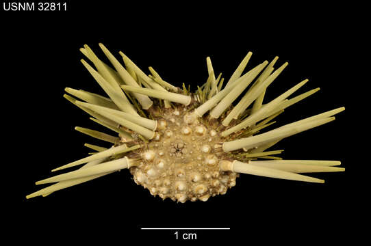 Image of Burrowing urchin