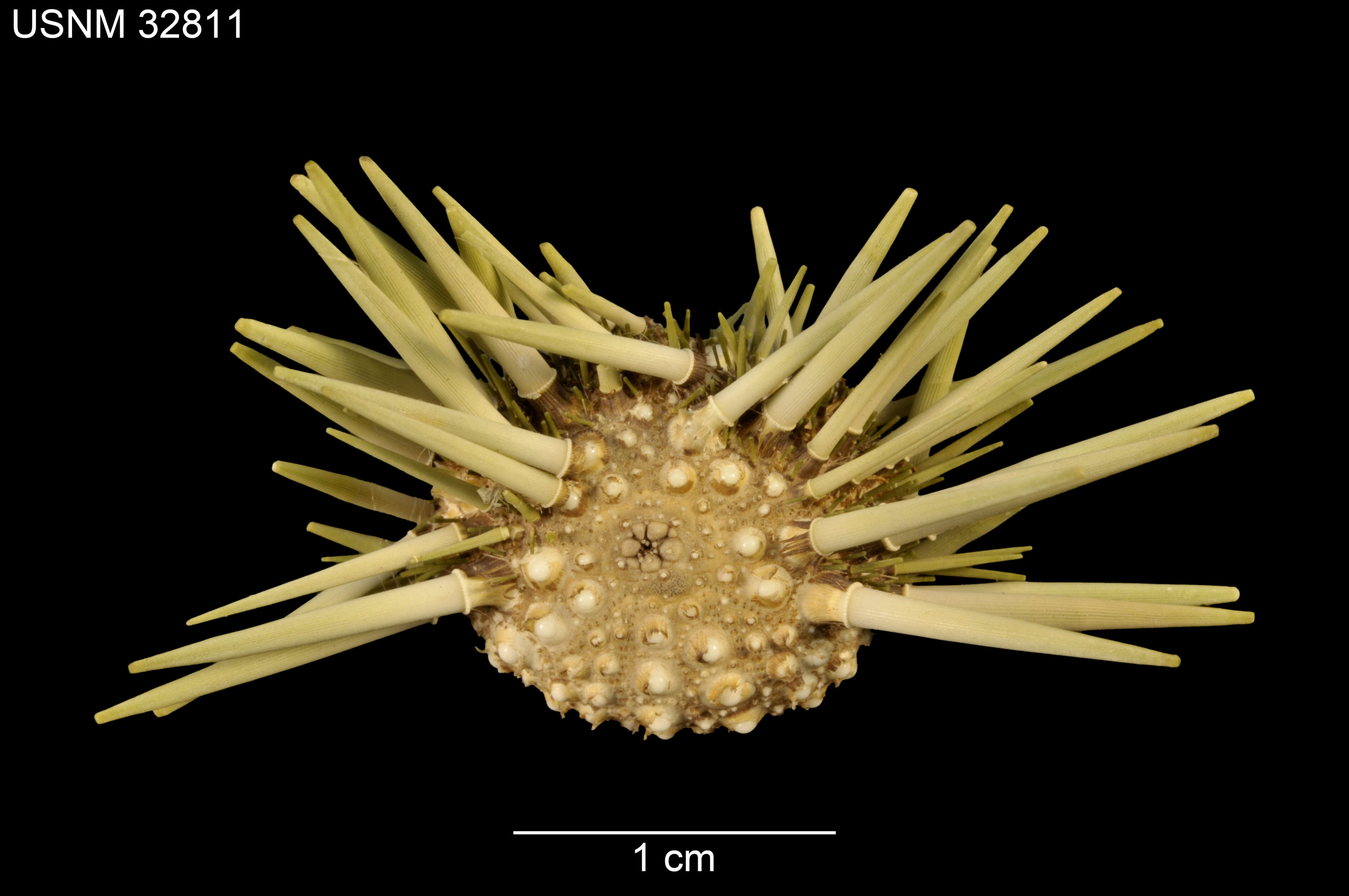 Image of Burrowing urchin