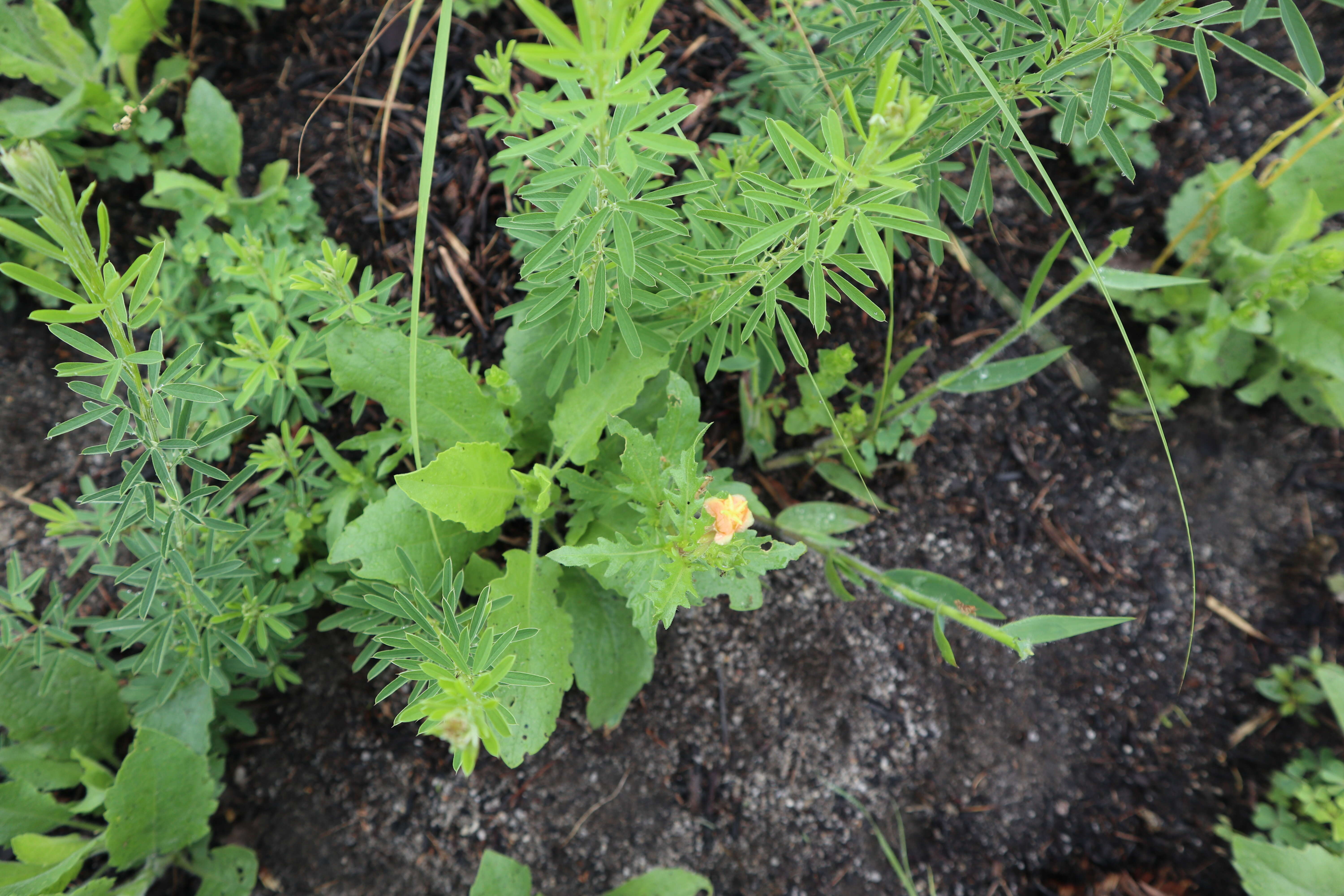 Imagem de Oenothera laciniata Hill