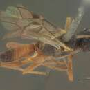 Image of Perilissus decoloratus (Cresson 1864)