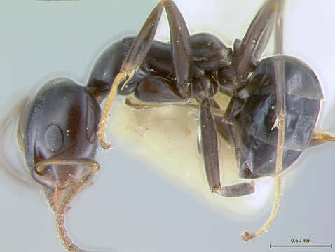 Plancia ëd Iridomyrmex albitarsus Wheeler 1927