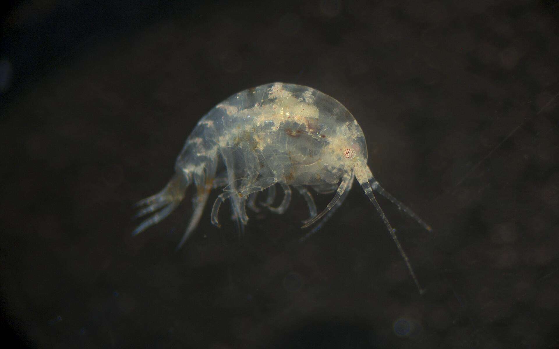 Image of Amphipoda